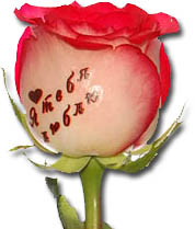 надпись на розе «Я тебя люблю»